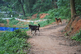 农村猎犬