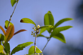 桂花