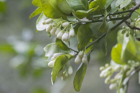 柚子花