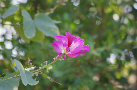 紫荆花