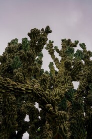 仙人掌绿植