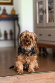 狗狗