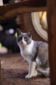 猫咪