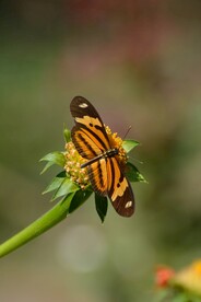 蝶恋花