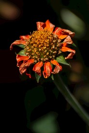 枯萎的菊花