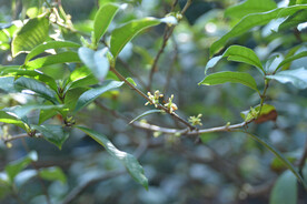 桂花树