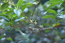 桂花树