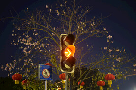 夜晚紫荆