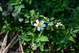 野生中草药