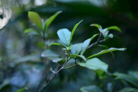 桂花茶叶