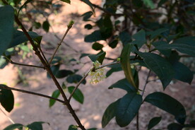 桂花