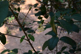 桂花树