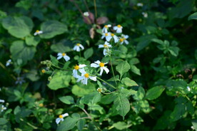 野生中草药