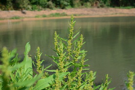野菠菜