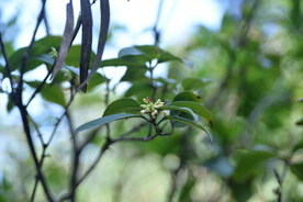 桂花树