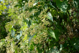 野生杂草