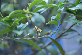 桂花