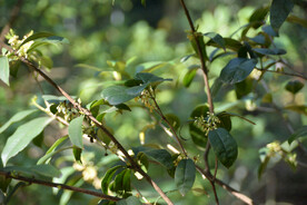桂花树