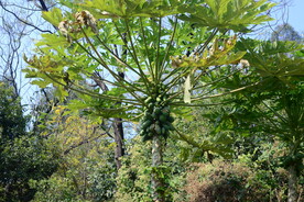 木瓜树