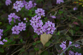 紫花马缨