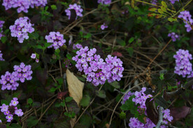紫马缨花
