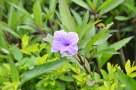 翠芦莉