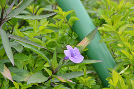 翠芦莉