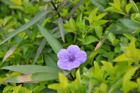 翠芦莉
