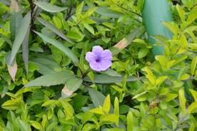 紫花
