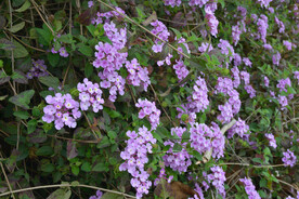 紫花马缨花
