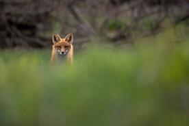 狐狸