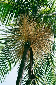 椰子树