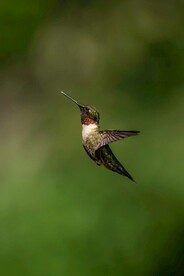 蜂鸟