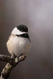 山雀