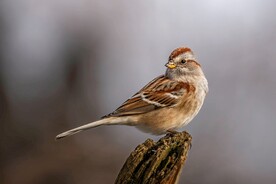 山麻雀