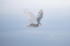 雪鸮