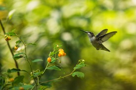 蜂鸟