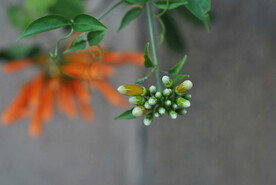 凌霄花花苗