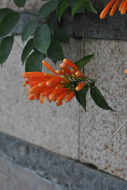 凌霄花与石墙