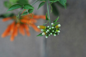 凌霄花苗