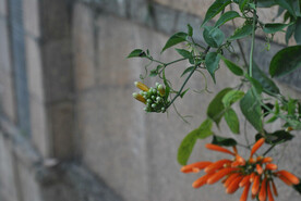 凌霄花