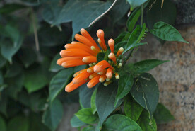 凌霄花