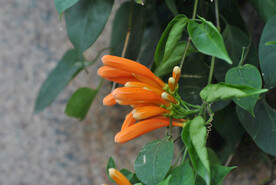 炮仗花