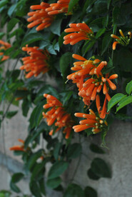 炮仗花凌霄花