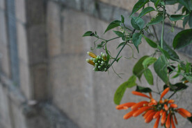 凌霄花芯