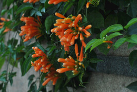 凌霄花