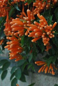 凌霄花