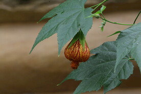 风铃花