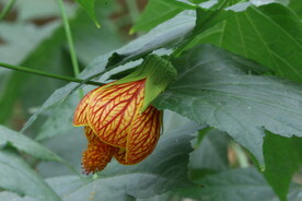 风铃花