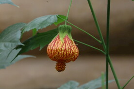 风铃花